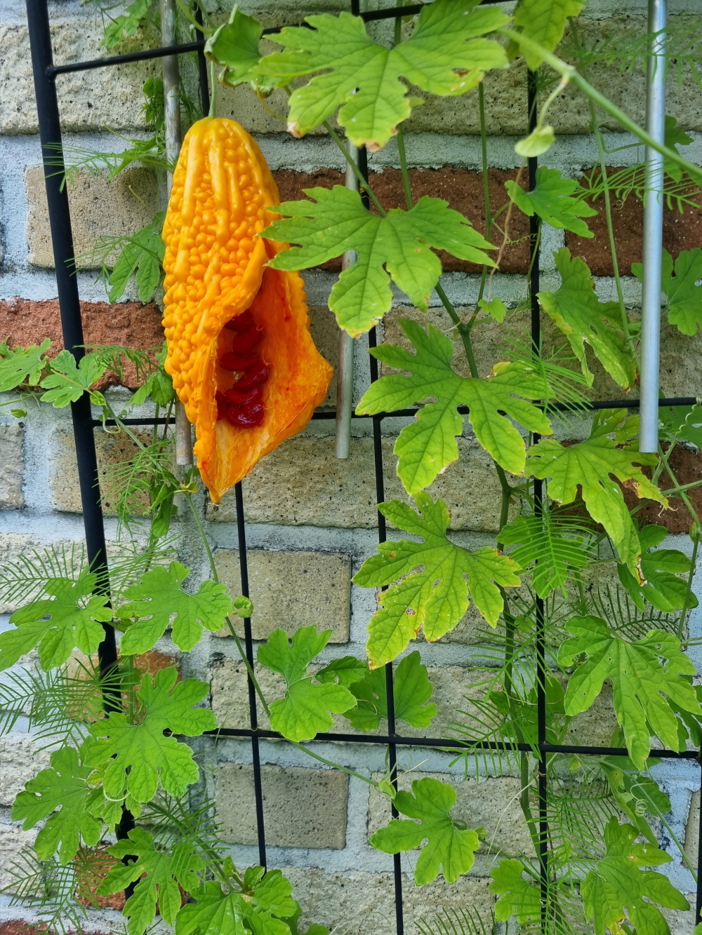 3695294320_4i9uhWLR_b2b8f98742dbd99b654d63b9140bd7f9481e2e41.jpg 이미지크게보기